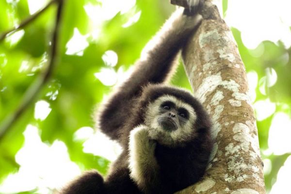 Ein Weißhandgibbon hängt an einem Ast im dichten Regenwald.