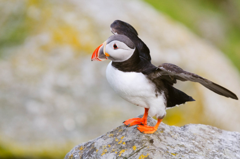 Puffin