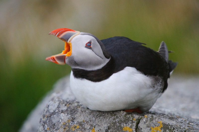 Puffin