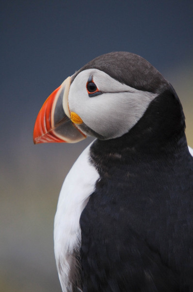 Puffin