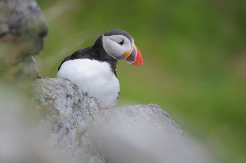 Puffin