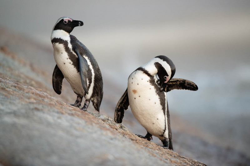 African penguin