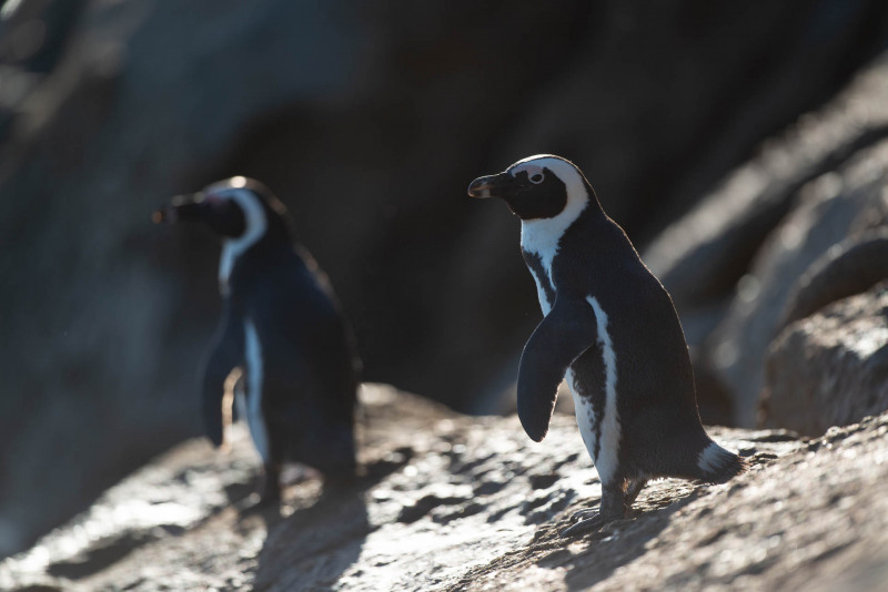 African penguin