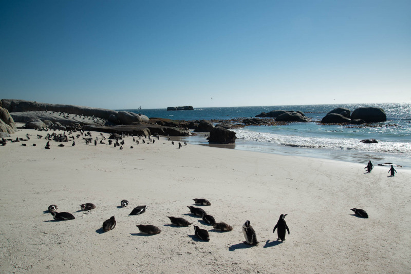 African penguin