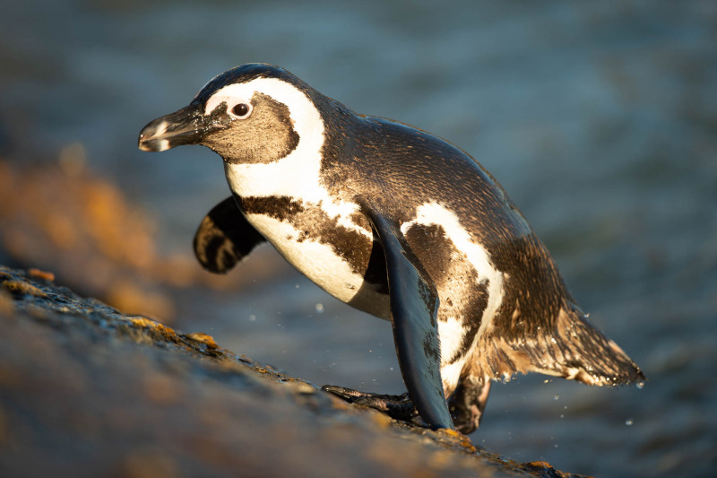 African penguin