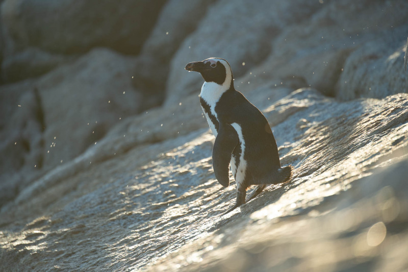 African penguin