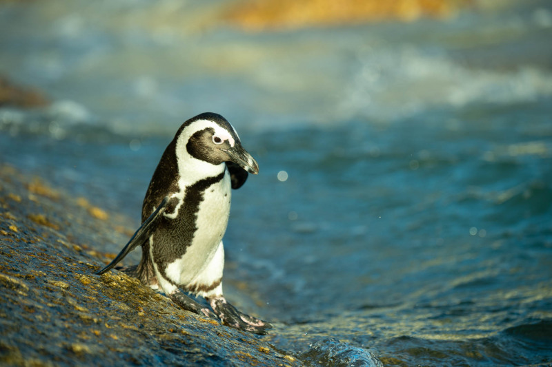 African penguin