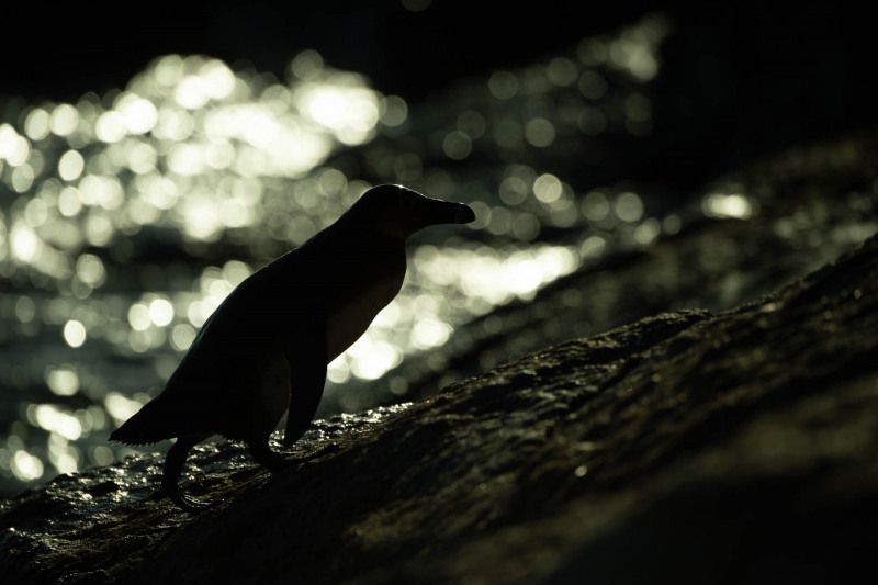 African penguin