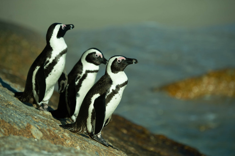 African penguin