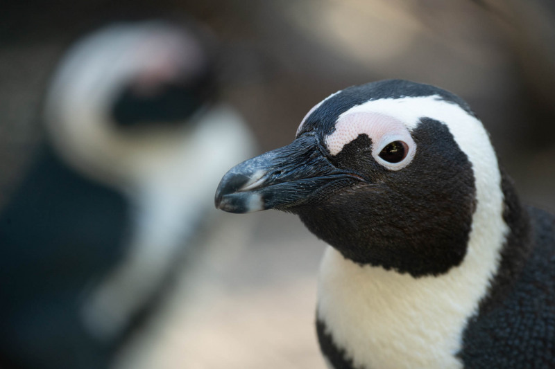 African penguin