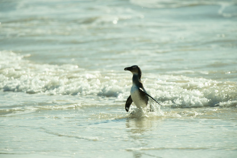 African penguin