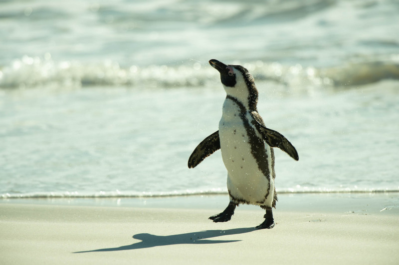 African penguin
