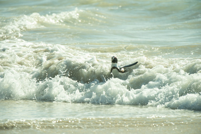 African penguin