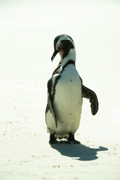 African penguin