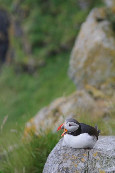 Papageitaucher sitzt auf grasbewachsener Felsklippe in norwegischer Küstenlandschaft.