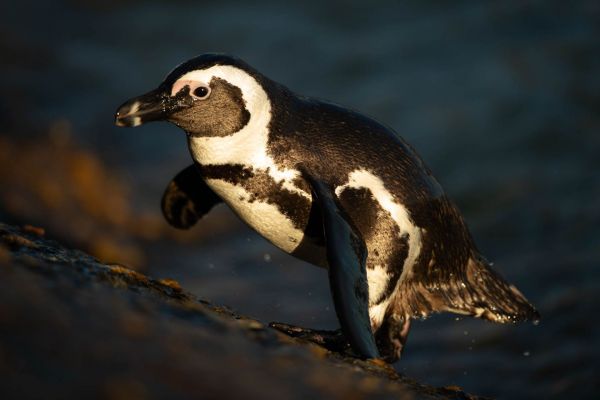 Brillenpinguin