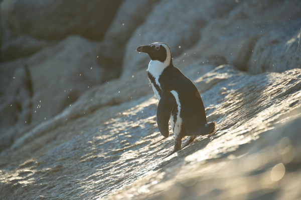 Ein Brillenpinguin steht in der Sonne auf einem felsigen Untergrund.