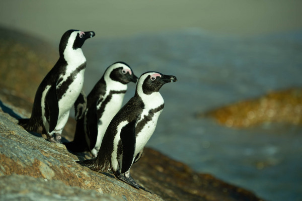 Drei Brillenpinguine stehen auf einem Felsen an der Küste und blicken aufs Meer.