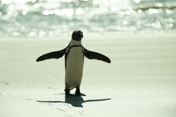 Brillenpinguin steht mit ausgebreiteten Flügeln am Strand vor der Meereskulisse.