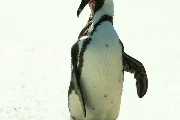 Brillenpinguin steht auf sandigem Untergrund, zeigt seitliche Ansicht.