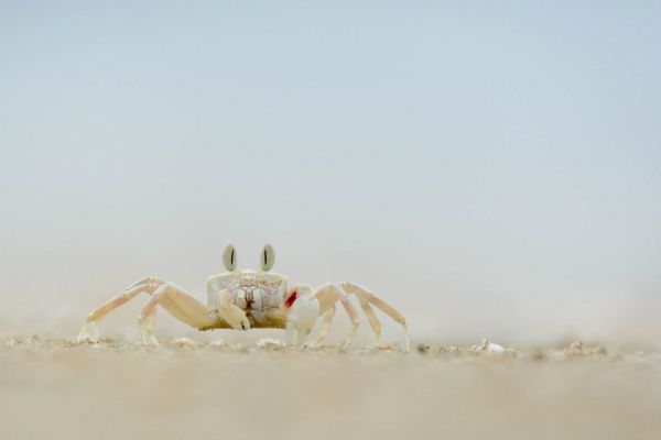 Strandkrabbe