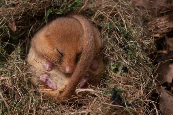 Haselmaus eingerollt in einem Kugelnest aus Gras und Blättern, im Winterschlaf.