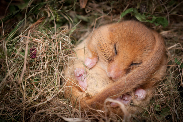 Haselmaus schläft eingerollt in einem Grasnest.