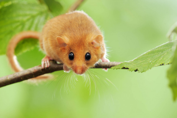 Eine Haselmaus sitzt auf einem Ast, umgeben von grünem Laub.