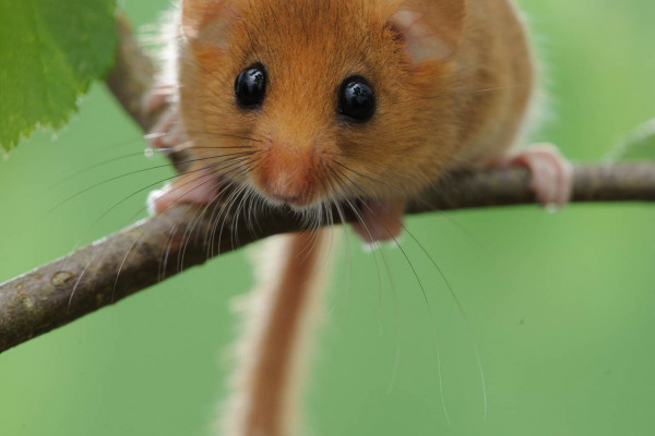 Haselmaus sitzt aufmerksam auf einem Ast im grünen Umfeld.
