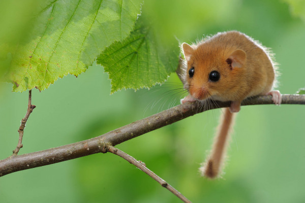 Eine Haselmaus sitzt auf einem Ast, umgeben von Blättern.
