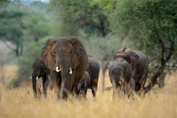 Herde Afrikanischer Elefanten schreitet durch die Savanne in Afrika.