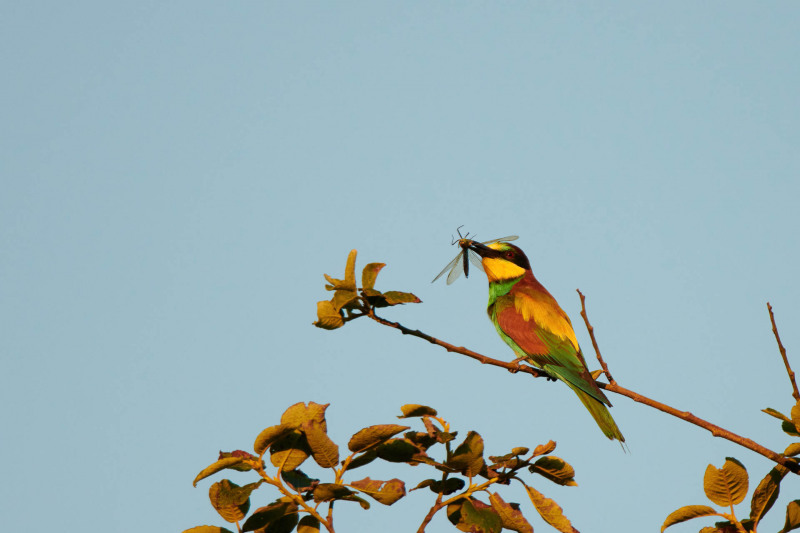 Bee-eater