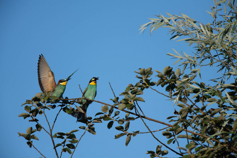 Bee-eater