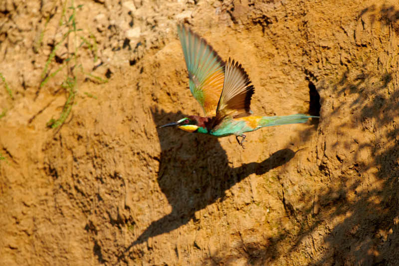 Bee-eater