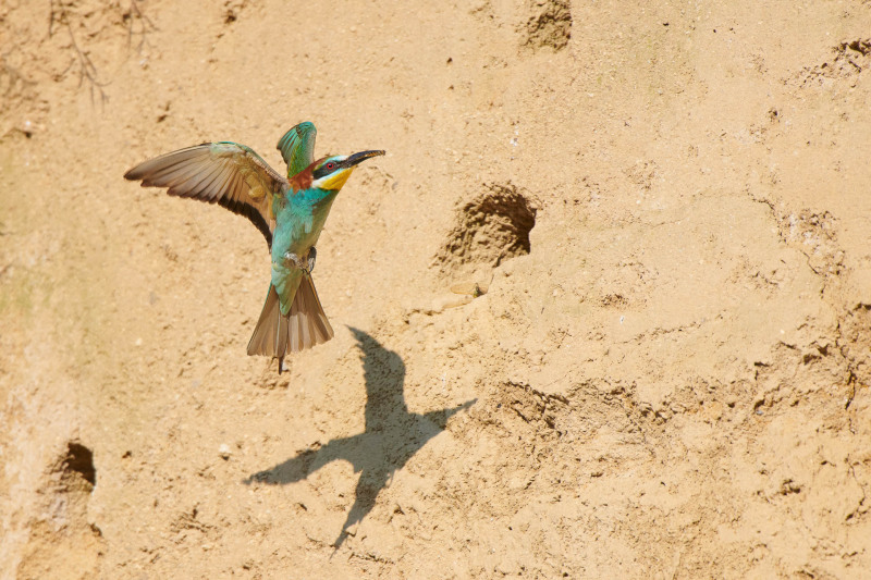 Bee-eater