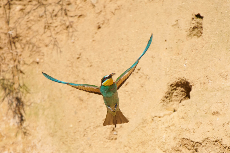 Bee-eater