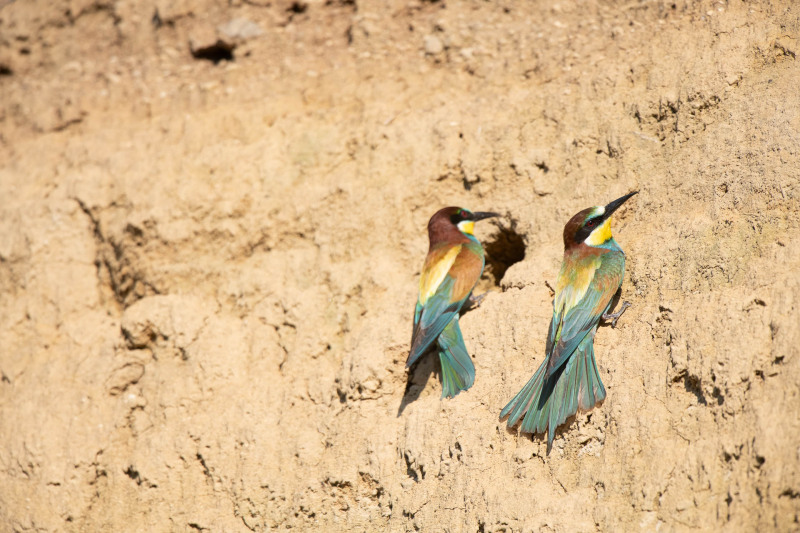 Bee-eater