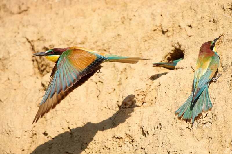 Bee-eater