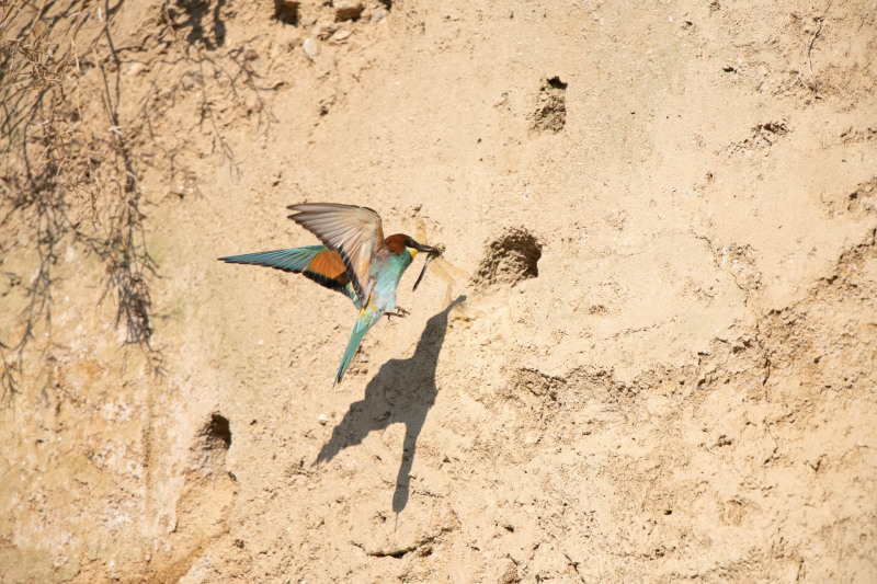 Bee-eater