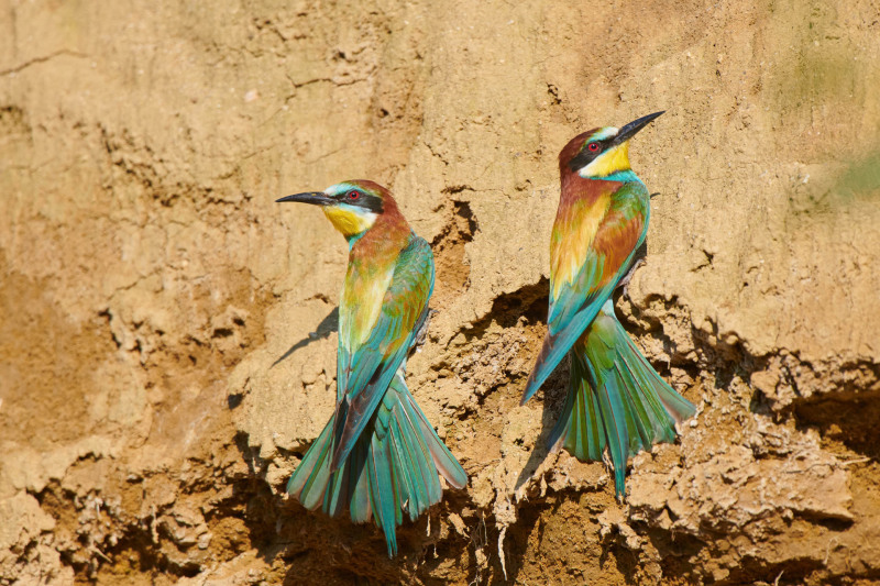 Bee-eater