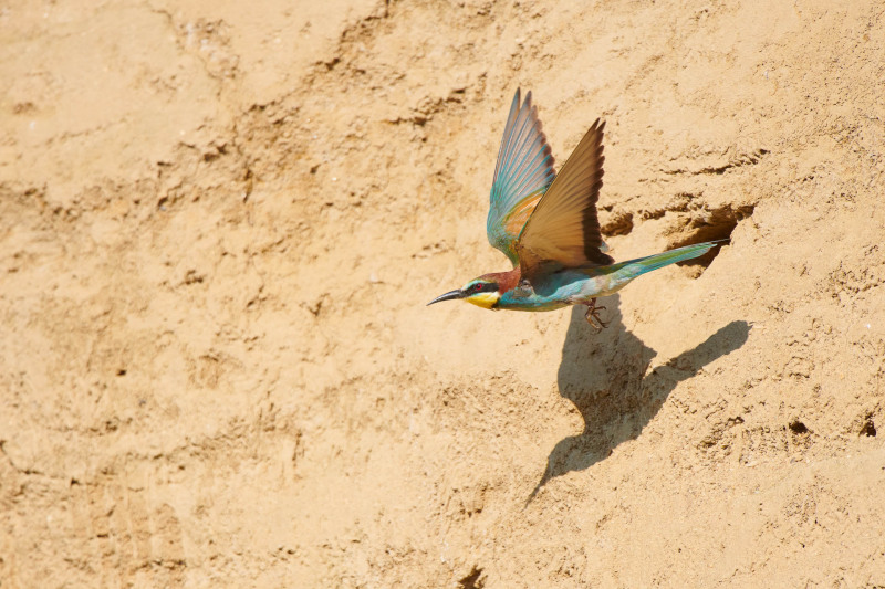 Bee-eater