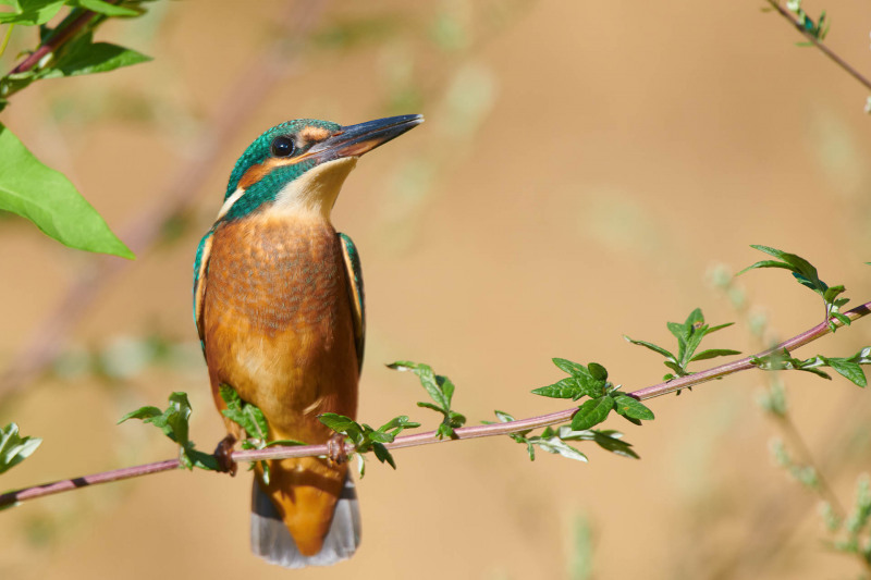 Kingfisher