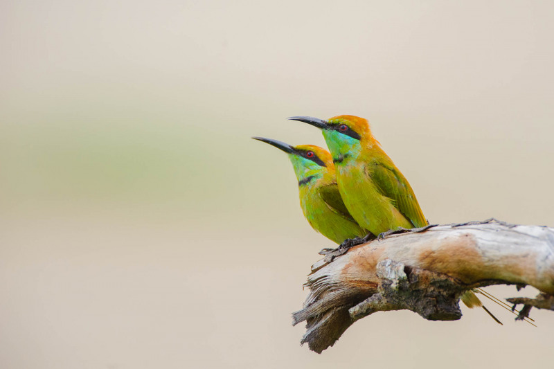 Emerald spint