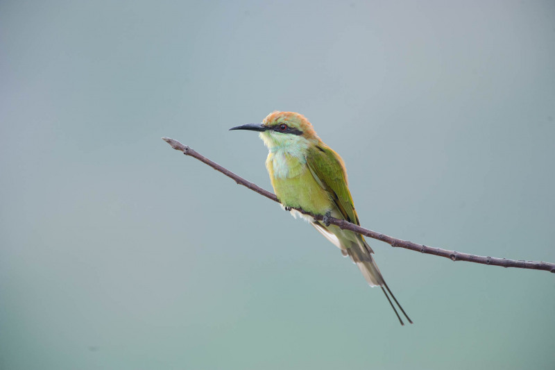 Emerald spint