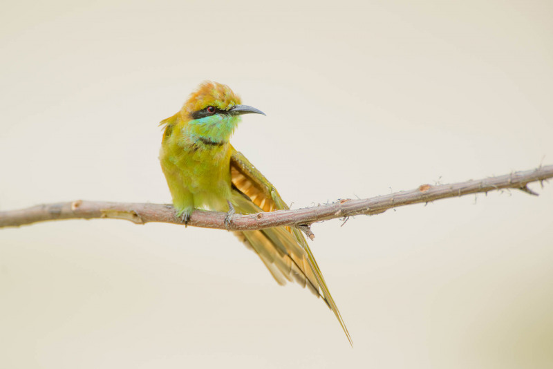 Emerald spint