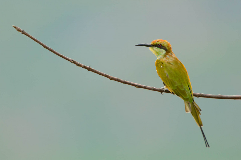 Emerald spint