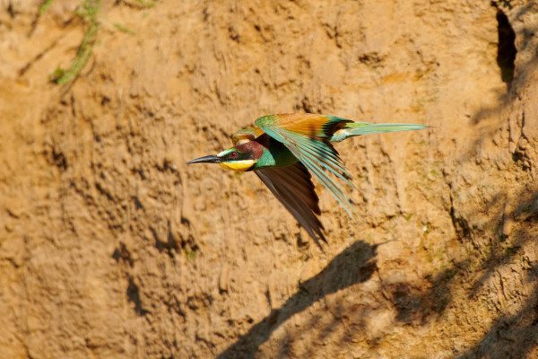 Ein Bienenfresser fliegt an einer sandigen Lehmwand entlang.