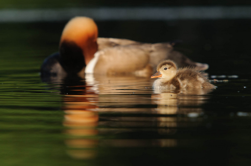 A young red-crested pochard (Netta rufina) in front of a red-crested pochard drake