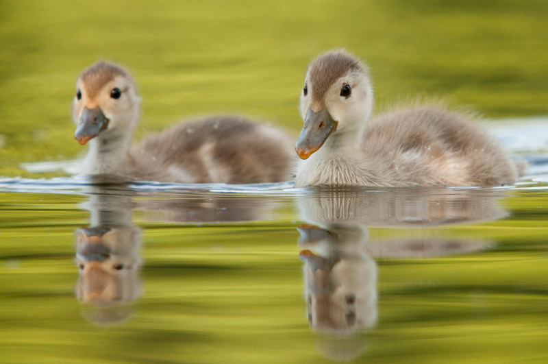 Pochard ducks