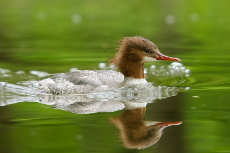 Goosander